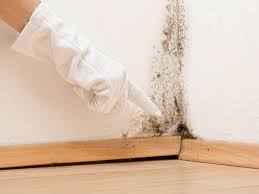 Professional Mold Prevention & Removal  in Bayshore Gardens, FL